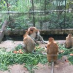 【コタキナバル】ロッカウィ動物園で見られる珍しい動物